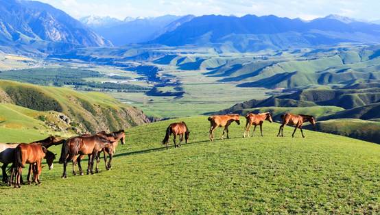 一群牛在草原上吃草
AI 生成的内容可能不正确。