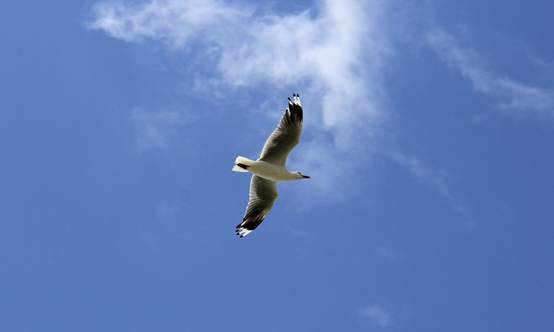 鹰在空中飞行
AI 生成的内容可能不正确。